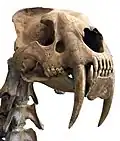 Crâne de Smilodon conservé au Musée d'Histoire Naturelle de New York.