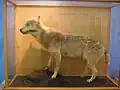 Spécimen naturalisé conservé au musée préfectoral d’histoire naturelle de Wakayama.