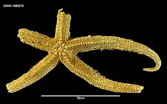 Zoroaster macracantha