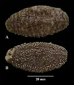 Holothuria coronata