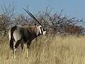 Oryx gazelle (Gemsbok)