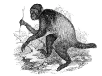Description de l'image Cacajao melanocephalus.png.