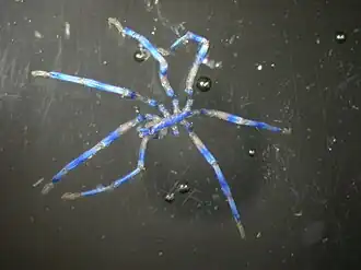 Description de l'image Anoplodactylus (MNHN-IU-2013-18632) 001.jpeg.