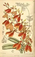 Planche : Renanthera imschootiana.