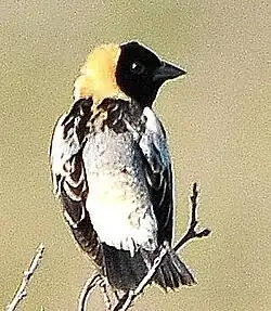 Goglu des prés (Dolichonyx oryzivorus)