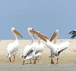 Pélicans du Parc national de la Langue de Barbarie