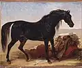 Cheval arabe, Antoine-Jean Gros, 1817.