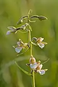 Epipactis des marais