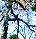 Un aigle dans le parc national. Juin 2022.