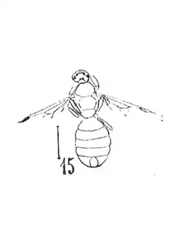 Dolichoderus affectus holotype R49.