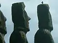 Toke-toke (faucon endémique de la famille des Milvago) posé au sommet d’un moaï.