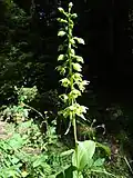 Épipactes à feuilles larges à Müden.