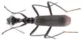 Coléoptère Neocollyris strangulata