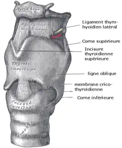 Gravure anatomique.