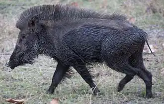 Sanglier.