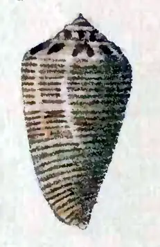 Description de l'image Conus scalptus 001.jpg.