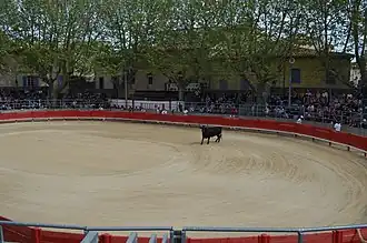 Taureau de la manade Nicollin, dans les arènes de Saint-Laurent-d'Aigouze.