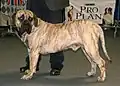 Dogue des Canaries bringé blond, oreilles non coupées.