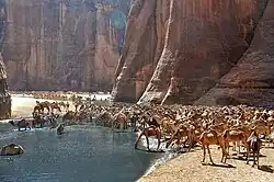 Photographie d'un troupeau de dromadaires buvant de l'eau dans une oasis