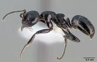 Dolichoderus taschenbergi.