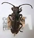Apomecyna saltator (Fabricius, 1787)