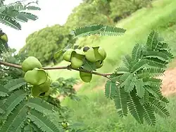Feuilles et fruits.