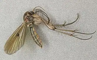 Mycetophila unipunctata.