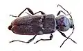 Hylotrupes bajulus (Linnaeus, 1758)
