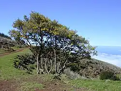 Māmame sur Maui.