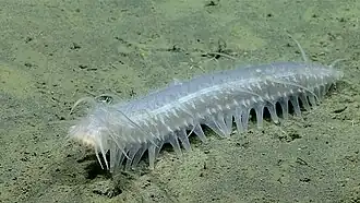Une Pannychia dans les abysses de l'Alaska.