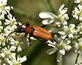 Stictoleptura rubra (Linnaeus, 1758) Femelle