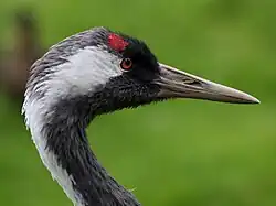 Photographie d'une tête de Grue