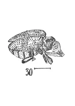 Sitona cf margarum Germar, 1937 N. Th. éch R819 x4 p.185 pl. XII Coléoptères du Sannoisien de Kleinkembs.