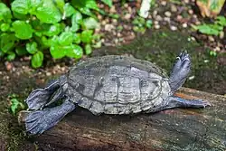 Tortue dans la serre numéro 4.