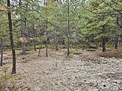 Vue de la réserve écologique du Pin-Rigide. On peut y voir un grand tapis de mousses, lichens et aiguilles ainsi que quelques arbres. Plusieurs arbustes peuvent aussi être observés au loin.
