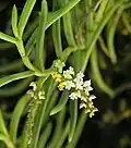 Schoenorchis micrantha