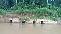 les singes de la resrve faune de douala.