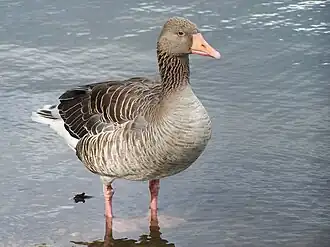 Un individu de la sous-espèce A. a. anser en Allemagne.