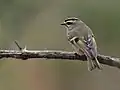 Roitelet à couronne dorée