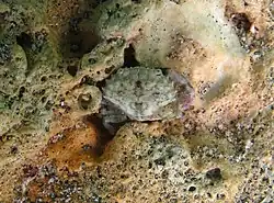Etisus bifrontalis