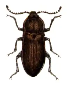 Selatosomus gravidus.