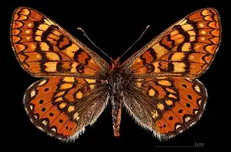 Euphydryas aurinia beckeri ♀ MHNT