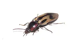 Selatosomus pulcher.