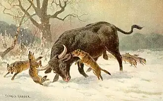 Auroch (Bos primigenius).