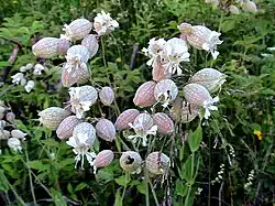 Silènes enflés.