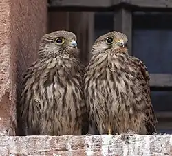 Photo de deux jeunes crécerelles sur un appui de fenêtre