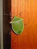 Loxa viridis