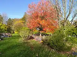 Arbre roux perdant ses feuilles et masquant des tombes
