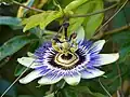 Zoom sur une fleur du jardin médiéval