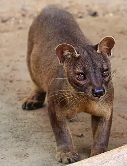 La Fossa